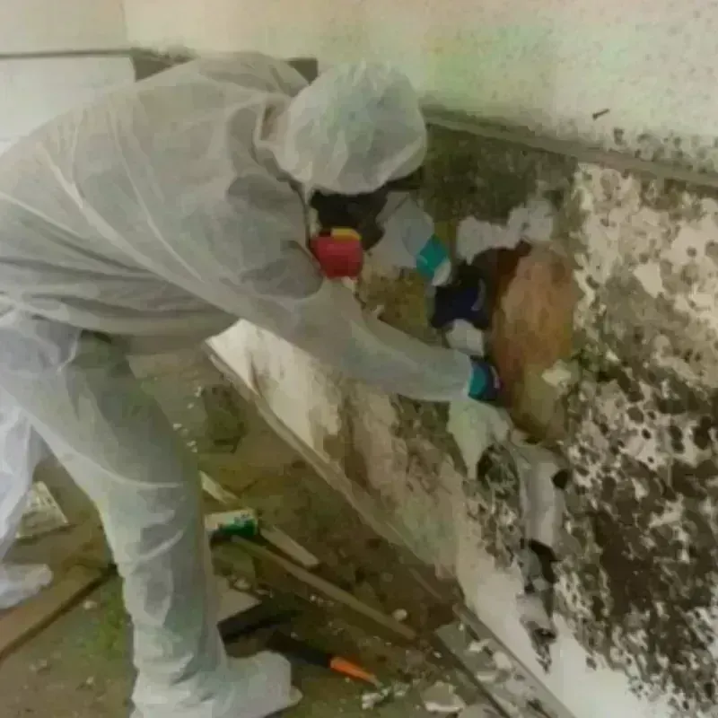 Mold Remediation and Removal in Kennewick, WA